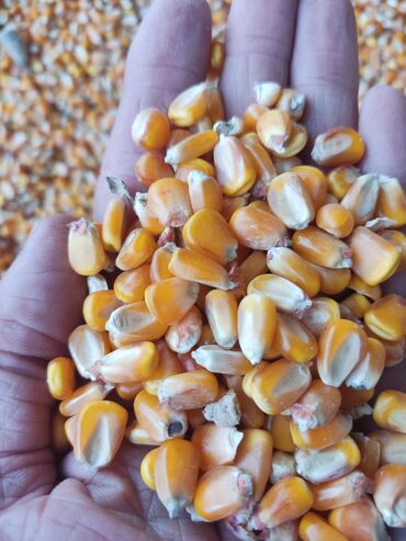 станок для кирпича цена: Кукуруза в зерне (рущенная) в наличии 20-30 тон Маями