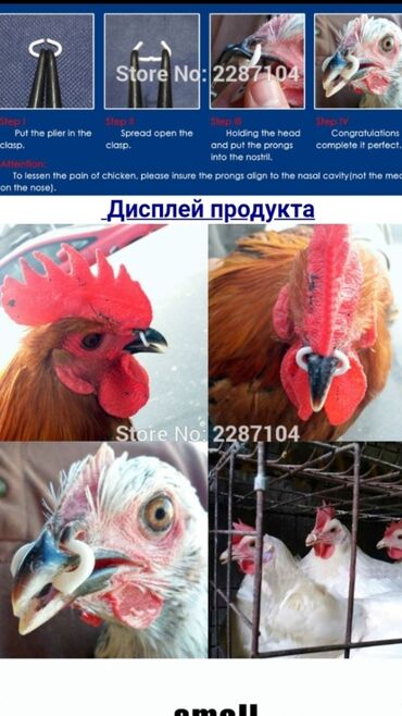 Heyvanlar üçün digər mallar: Quşlar bir birlərinə xəsarət verməsinin qarşısını alır cox goturen — 5