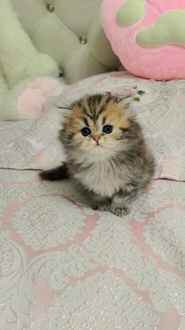 собака охотничья: Выставляется на продажу чистокровный шотландский мальчик! Малыш с