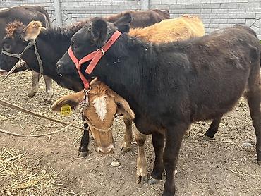 Продам с/х животных: Продаю | Тёлка | Полукровка, Ангус, Швицкая | На откорм | Привязанные — 2
