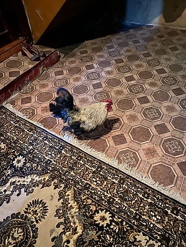 Xoruz - Növ: Ev təsərrüfatı üçün xoruz - Rəng: Qara-ağ lələklər lalafo.az -da — 1 Xoruz - Növ: Ev təsərrüfatı üçün xoruz - Rəng: Qara-ağ lələklər — 1