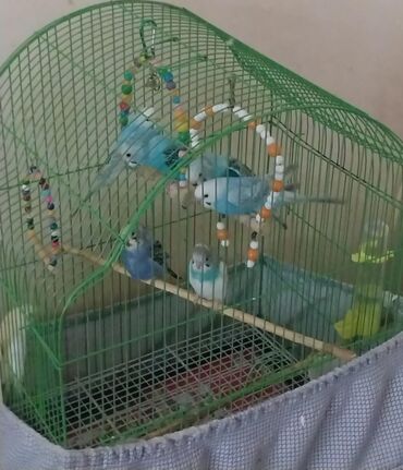 pişik ucun canta: Salam öz quşlarımın balalarıdır 35-45 günlükdürlər iri,sağlam və aktiv