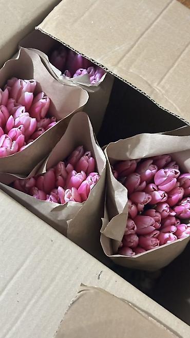 Букеты из живых цветов: Тюльпаны, срезка в крафт-упаковке. - Ассортимент оттенков — 11