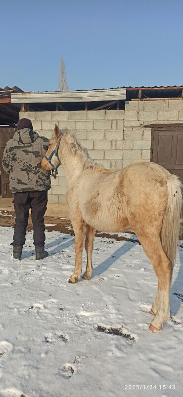 Лошади, кони: Продаю | Жеребец | На забой, Для разведения, Конный спорт