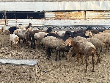 кобыла сколько стоит: Продаю | Баран (самец) | На забой, Для разведения — 9