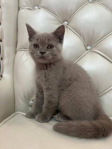 швейцарский кот цена: Британская короткошёрстная, 3 месяца, Девочка, Серый, Приучена к лотку