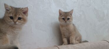 Pişiklər: Britan, Dişi, Yaxşı əllərə, Ünvandan götürmə, Ödənişli çatdırılma — 3