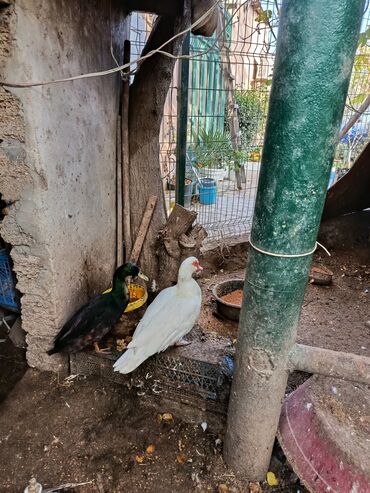 Toyuqlar: Satılır: həyət quşları (qarışıq) - Növ və rənglər: ağ qaz, ağ muskus — 9
