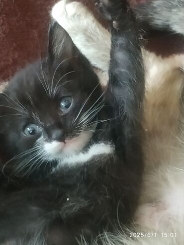 котята цена: 1 месяц, Мальчик