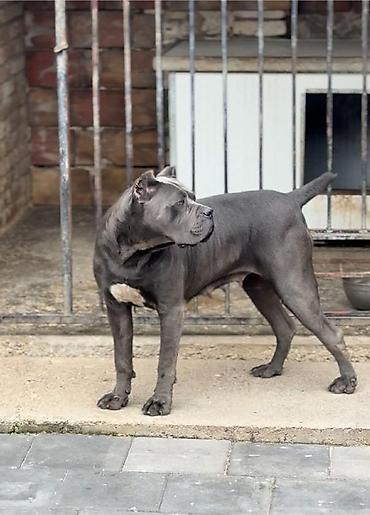 Psi: Dostupni za rezervaciju stenci Cane Corso iz registrovane — 21
