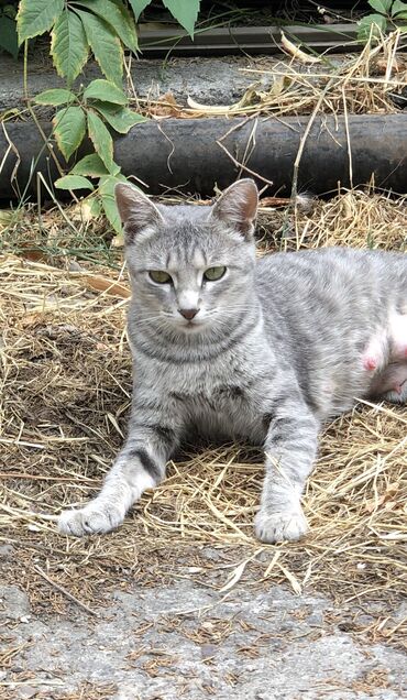 Продажа кошек: Кот возраст год кострирован привит обработан от паразитов приучен к at lalafo.kg — 2 Продажа кошек: Кот возраст год кострирован привит обработан от паразитов приучен к — 2