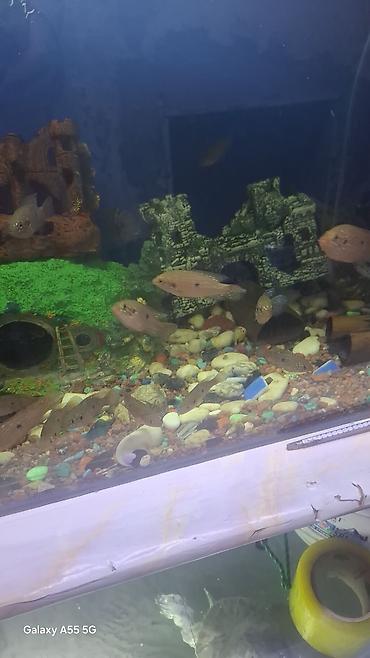 Рыбы: Продаю аквариум вместе с рыбами — 9