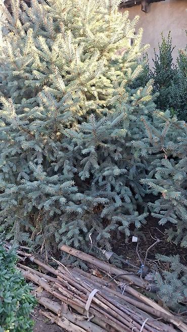 Декоративные деревья: Саженцы деревьев: Ели — 18
