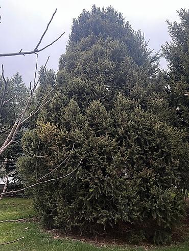 Ель: Высота 3-7 метров — 11