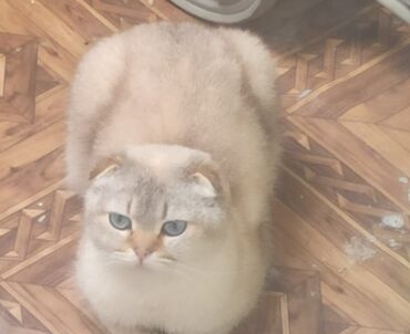 pişik üçün sumka: Şinşilla, Dişi
