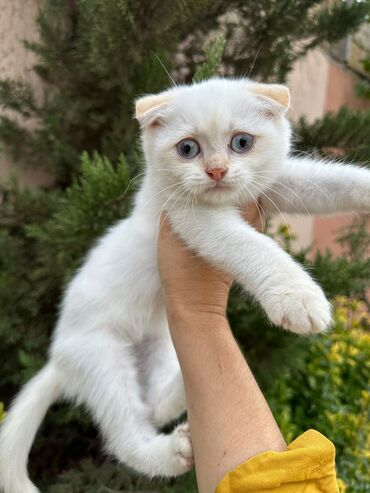 Pişiklər: Şotland yastı qulaq, Erkək, Dişi, Yaxşı əllərə, Ünvandan götürmə, Pulsuz çatdırılma, Ödənişli çatdırılma — 139