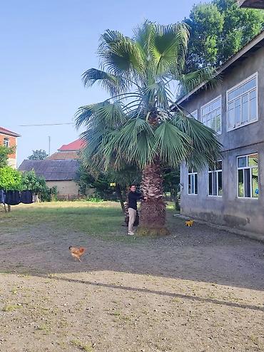puste ağacı: Palma Vaşinqton ən ucuz qiymətlər. 300 ədəd 3 metrdən 12 metreye — 6
