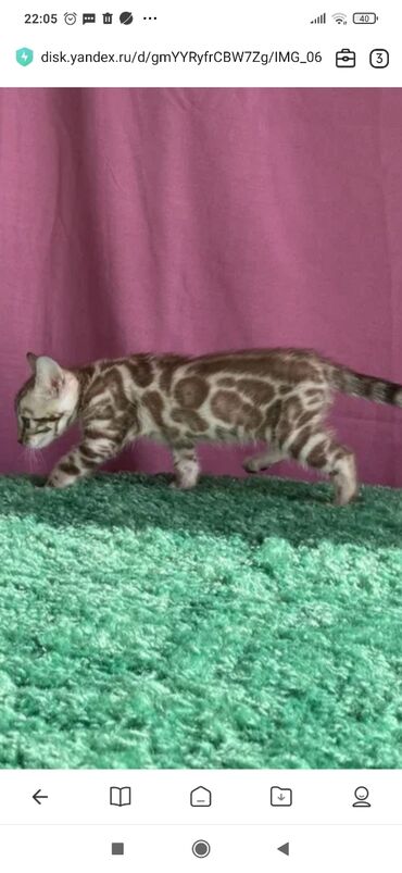 Продажа кошек: Бенгальская, 1 месяц, Мальчик, Белый, С документами, С прививками, Приучена к лотку — 4