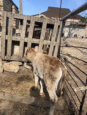 simental cinsi: Salam. İnək 4-5 qarıdı.Yelinin bir bala üçündü digər 3 yelidə 9 l süd — 3