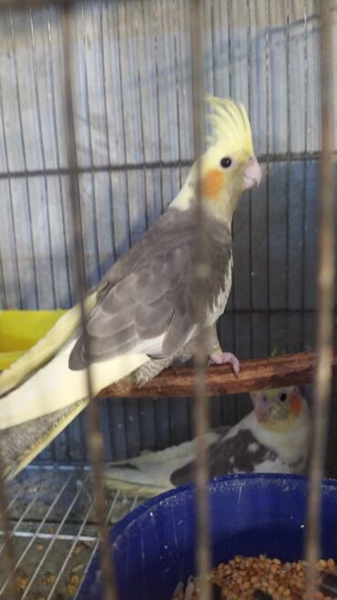 Tutuquşları: Salam bayram endi̇ri̇mləri̇ davam edi̇r . Bi̇ldi̇rmək i̇stərdi̇mki̇ — 6