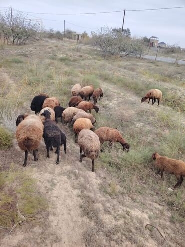 Qoyunlar, qoçlar: Qala cinsi qoyunlar razılaşma yolu ilə — 9