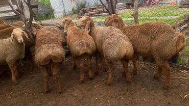 овца матки: Сатам | Козу, Кочкор (эркек) | Арашан | Союуга, Көбөйтүү үчүн