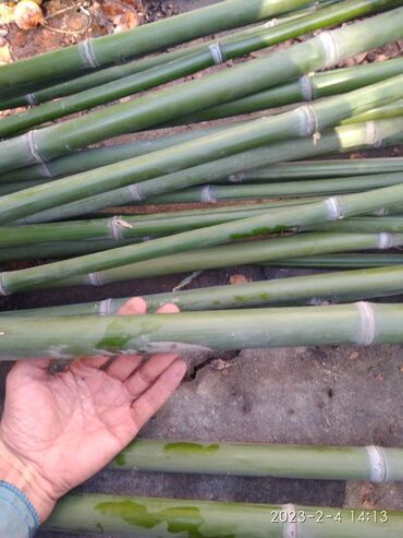 Декоративные деревья: Бамбук для сада и удочек. Саженцы. Идеален для изготовления удочек — 9