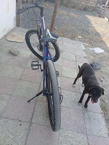 velosiped olculeri: Champion markalı velosiped. Mavi rəngli çərçivəyə malikdir və — 5