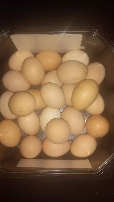 бука сатылат: Продаю домашние яйца кур цена 15 сом