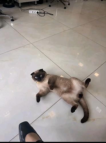 Кошки: Шотландская — 1