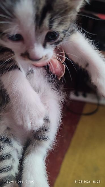 маленькие котёнки: Котята 1 мес 4 шт — 2