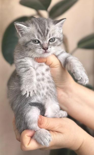 Pişiklər: Şotland — 9