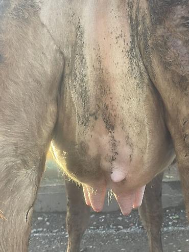 Коровы, быки: Продаю | Корова (самка) | Алатауская | Для разведения, Для молока at lalafo.kg — 13 Коровы, быки: Продаю | Корова (самка) | Алатауская | Для разведения, Для молока — 13