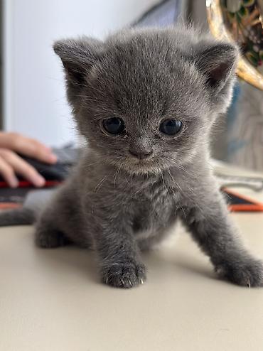 Pişiklər: Şotland, Erkək, Dişi, Ünvandan götürmə — 12