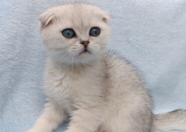 шотландский прямоухий кот: Продается шотландский котенок Скоттиш Фолд 💕 Серебристая шиншилла