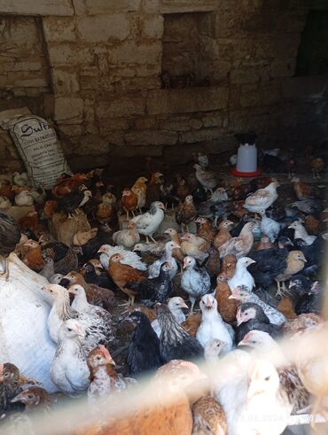 ari satışı azerbaycanda: Куриные цыплята, Для разведения, Самовывоз