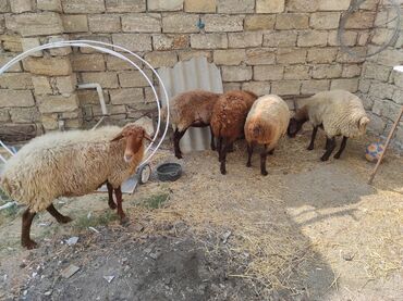 Коровы, быки: Самка, Qala, лет: 2, 60 кг, Для разведения, Самовывоз