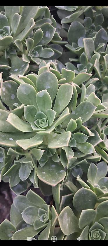 kala gulune qulluq: Sukkulent – Echeveria tipli dekorativ bitki (qara plastik saksıda) - — 4