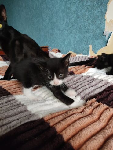 Pişiklər: Erkək, Yaxşı əllərə — 9