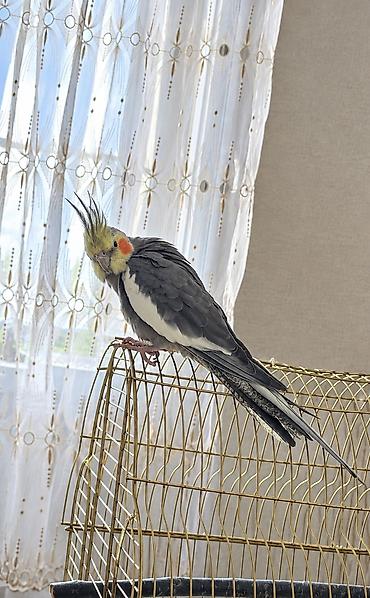 gence it bazari: Nimfa (Cockatiel) və qəfəs dəsti Tam sağlan quşdu həmişə vitaminli — 1