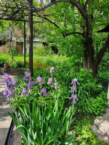 Продажа домов: Дом, 73 м², 5 комнат, Собственник, Косметический ремонт at lalafo.kg — 5 Продажа домов: Дом, 73 м², 5 комнат, Собственник, Косметический ремонт — 5