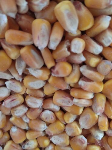сенаш корм: Продаю кукурузу 8тонн село кенеш.цена договарнная