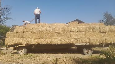 продам кента: Тюкованная солома в прямоугольных тюках. - Тип: пшеничная солома — 1