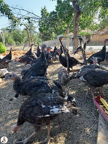 hinduşka quba: Amerikan bronz cinsi 2 ay yarim hinduşkalar satilir qiymət 26 man, az — 1
