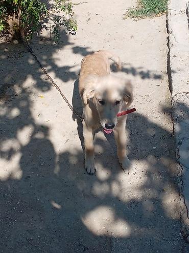 golden it qiymeti: Retriever — 2