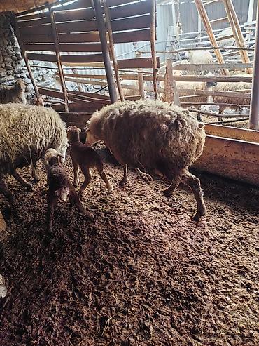 Qoyunlar, qoçlar: Beş ana beş bala sort heyvanlar satılır hammısı sağlam -da lalafo.az — 2 Qoyunlar, qoçlar: Beş ana beş bala sort heyvanlar satılır hammısı sağlam — 2