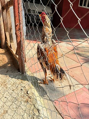 Xoruzlar: Her qiymete var — 5