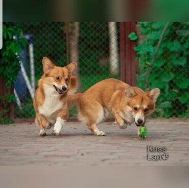 Услуги ветеринара: Гостиница для собак уезжаете в командировку или отпуск, и не знаете — 6