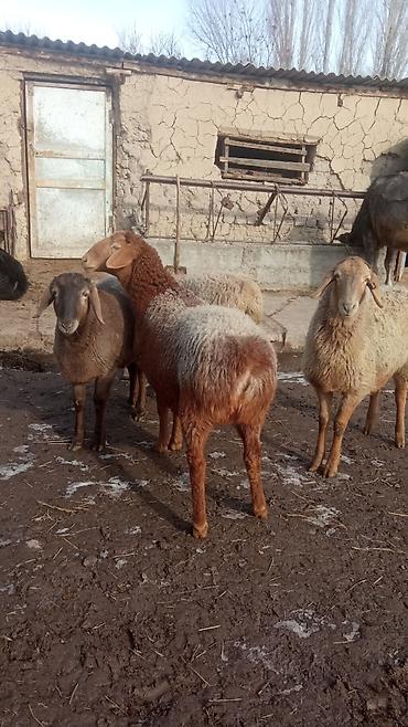 Баран, овца: Продаю | Овца (самка) | Полукровка | Для разведения | Матка — 9