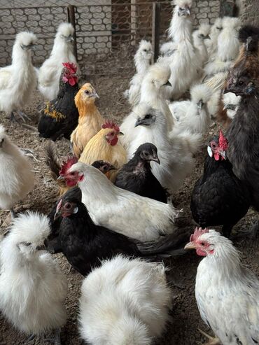 продаю голуби: Продам цыплят карликовых кур бемтамок, Китайский шелк: петушки и